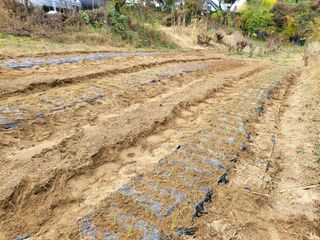 이서울비님의 11월 내 작물 자랑하기 · 참여글 작성글 사진