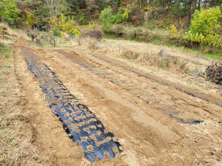이서울비님의 11월 내 작물 자랑하기 · 참여글 작성글 사진
