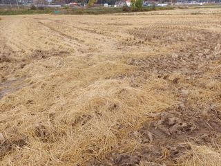 한재승님의 벼 · 영농일지 작성글 사진