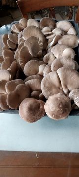 팜모닝 버섯·수확 게시글 이미지