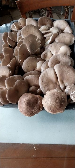 배추21924님의 버섯 · 수확 작성글 사진