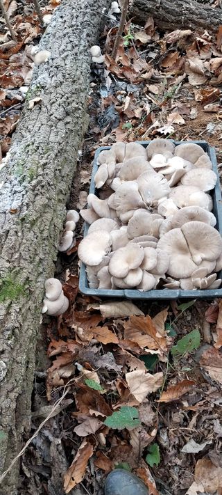 배추21924님의 버섯 · 수확 작성글 사진