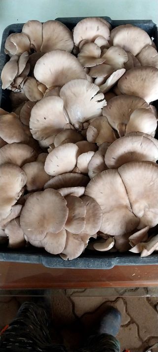 배추21924님의 버섯 · 수확 작성글 사진