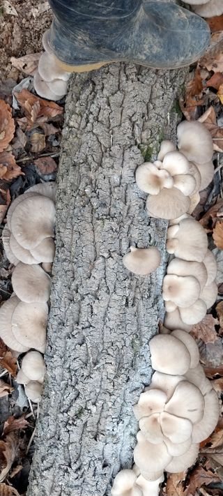 배추21924님의 버섯 · 수확 작성글 사진