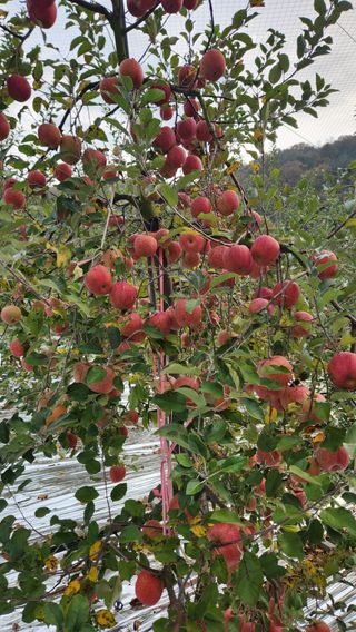 황금농원님의 11월 내 작물 자랑하기 · 참여글 작성글 사진