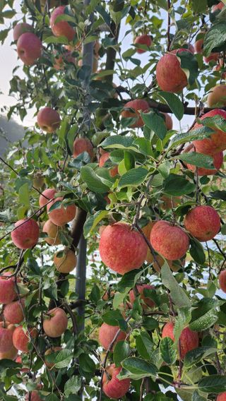 황금농원님의 11월 내 작물 자랑하기 · 참여글 작성글 사진