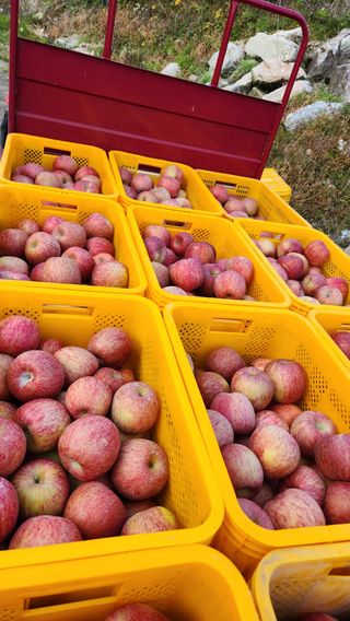 황금농원님의 11월 내 작물 자랑하기 · 참여글 작성글 사진