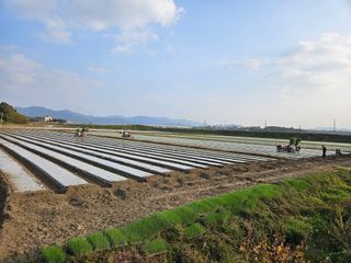 주쭈쮸농님의 11월 내 작물 자랑하기 · 참여글 작성글 사진