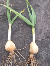 팜모닝 마늘·병해충상담 게시글 이미지