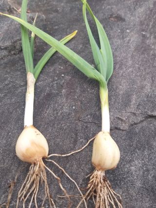 심무재 님의 마늘 · 병해충상담 작성글 사진