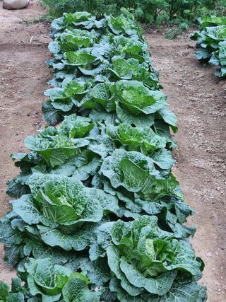 지천연님의 11월 내 작물 자랑하기 · 참여글 작성글 사진