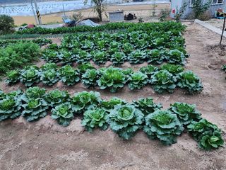 지천연님의 11월 내 작물 자랑하기 · 참여글 작성글 사진