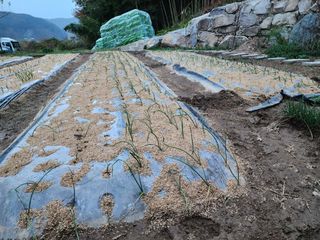 지천연님의 11월 내 작물 자랑하기 · 참여글 작성글 사진