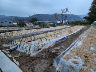 지천연님의 11월 내 작물 자랑하기 · 참여글 작성글 사진