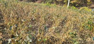 신승철님의 콩 · 영농일지 작성글 사진