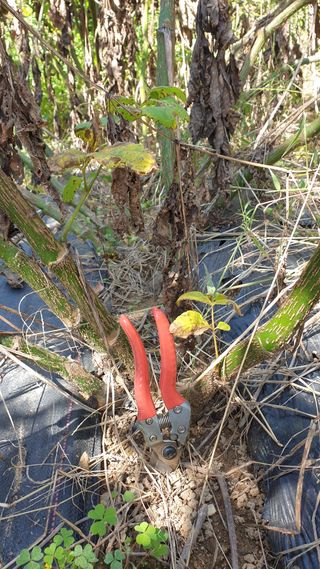 정용묵님의 두릅 · 품종•종자 작성글 사진