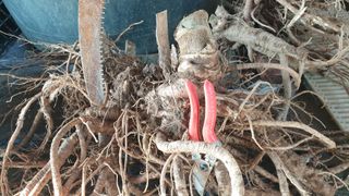 정용묵님의 두릅 · 품종•종자 작성글 사진