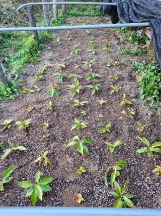 이찬암님의 장터이야기 · 자유게시판 작성글 사진