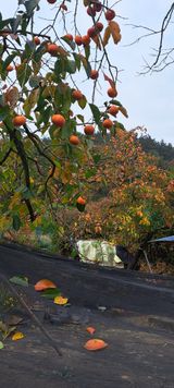 팜모닝 11월 내 작물 자랑하기·참여글 게시글 이미지