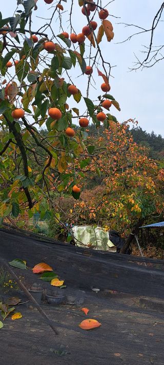 김재찬님의 11월 내 작물 자랑하기 · 참여글 작성글 사진