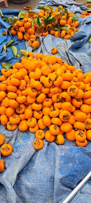 김재찬님의 11월 내 작물 자랑하기 · 참여글 작성글 사진