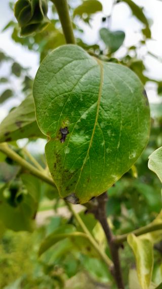 김현필님의 감 · 병해충상담 작성글 사진