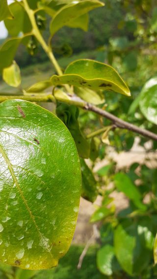 김현필님의 감 · 병해충상담 작성글 사진