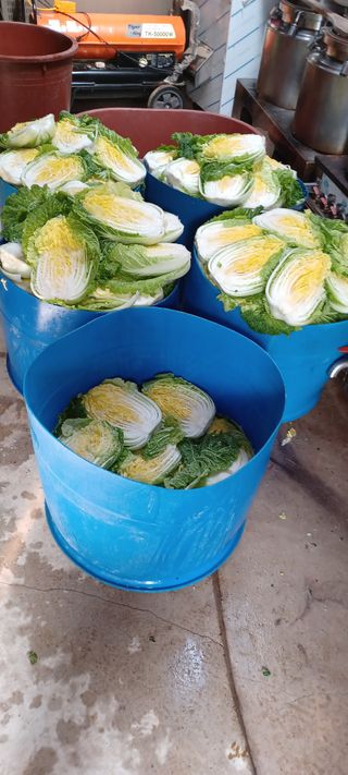 이.일신.꽃분아빠님의 배추 · 일상 작성글 사진