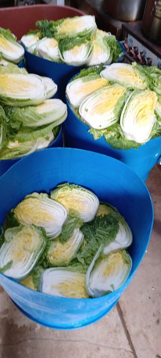 이.일신.꽃분아빠님의 배추 · 일상 작성글 사진