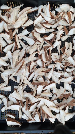 강윤원 보림팜(주)님의 버섯 · 수확 작성글 사진