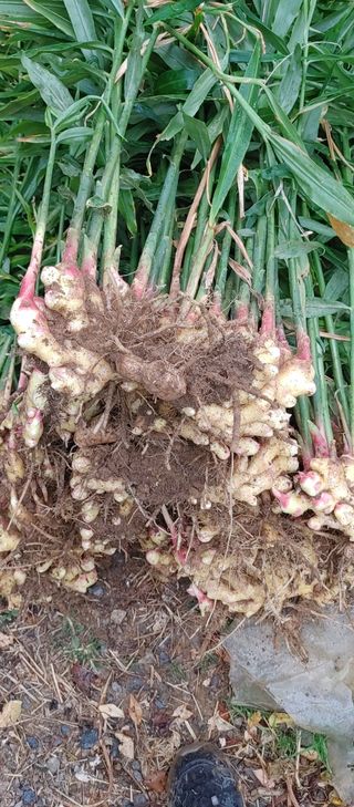 최용운님의 기타작물 · 자유게시판 작성글 사진