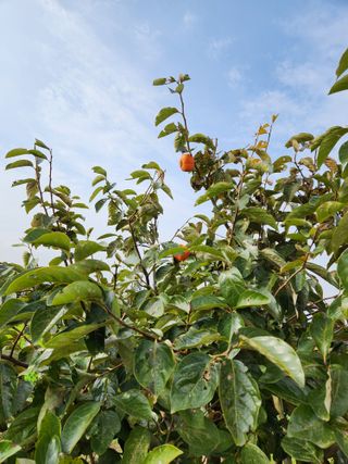 김저팔계님의 기타작물 · 영농일지 작성글 사진