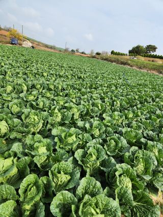 김저팔계님의 기타작물 · 영농일지 작성글 사진