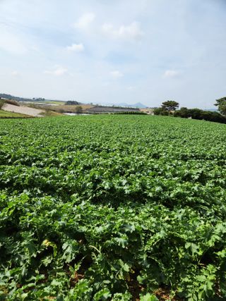 김저팔계님의 기타작물 · 영농일지 작성글 사진