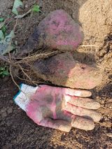 팜모닝 자유주제·자유게시판 게시글 이미지