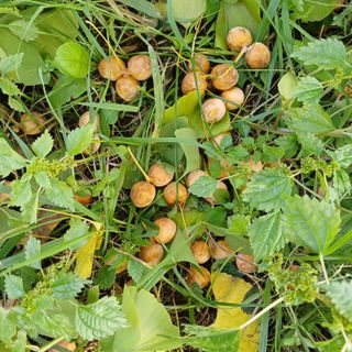 삼성농산님의 자유주제 · 자유게시판 작성글 사진