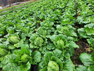 오마니농장님의 작성글 사진