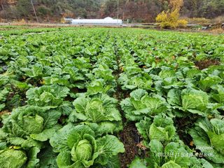 오마니농장님의 작성글 사진