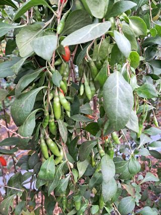 이천순님의 11월 내 작물 자랑하기 · 참여글 작성글 사진