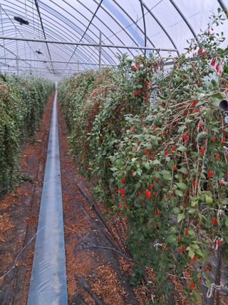 이천순님의 11월 내 작물 자랑하기 · 참여글 작성글 사진