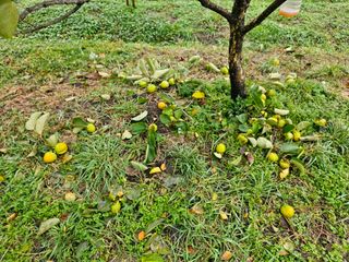 보람농장님의 감 · 자유게시판 작성글 사진