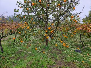 보람농장님의 감 · 자유게시판 작성글 사진