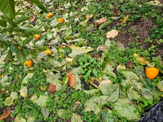 보람농장님의 감 · 자유게시판 작성글 사진