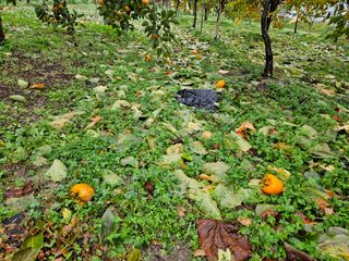 보람농장님의 감 · 자유게시판 작성글 사진
