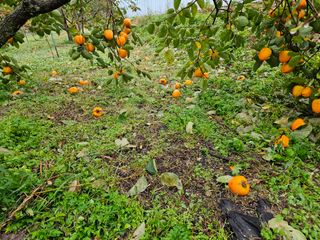 보람농장님의 감 · 자유게시판 작성글 사진