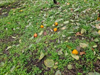 보람농장님의 감 · 자유게시판 작성글 사진