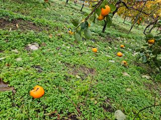 보람농장님의 감 · 자유게시판 작성글 사진
