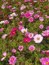 팜모닝 자유주제·자유게시판 게시글 이미지