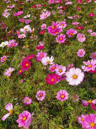 김옥자님의 자유주제 · 자유게시판 작성글 사진