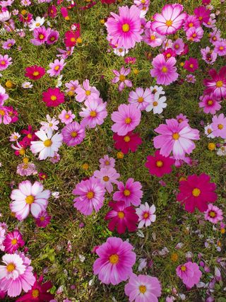 김옥자님의 자유주제 · 자유게시판 작성글 사진